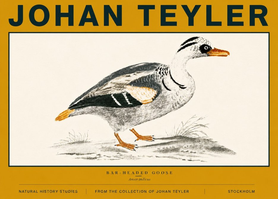 Johan Teyler Bar-headed Goose No6 - Póster