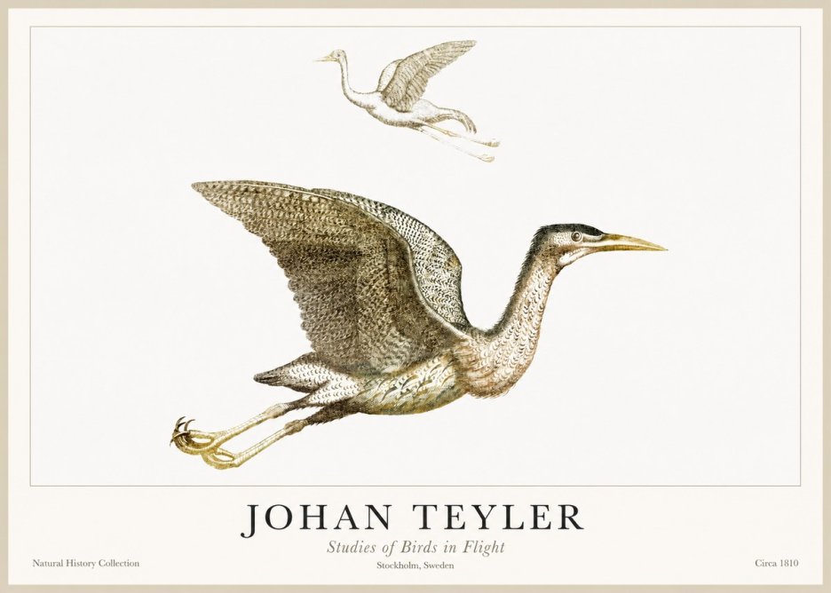 Johan Teyler Studies of Birds in Flight No1 - Póster