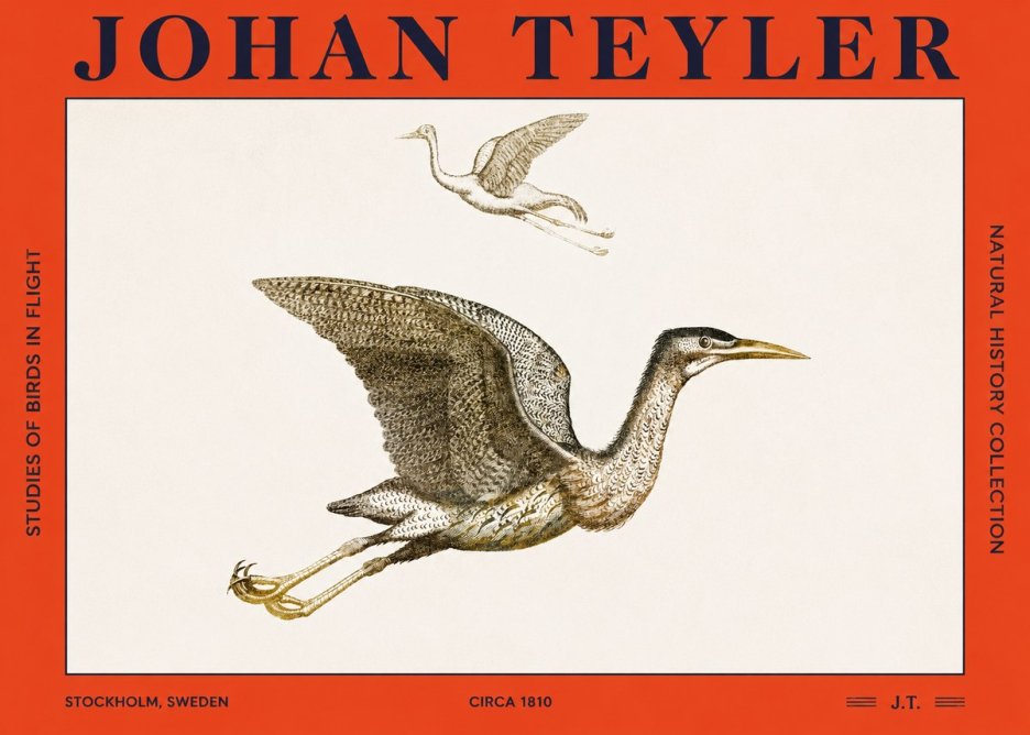 Johan Teyler Studies of Birds in Flight No2 - Póster