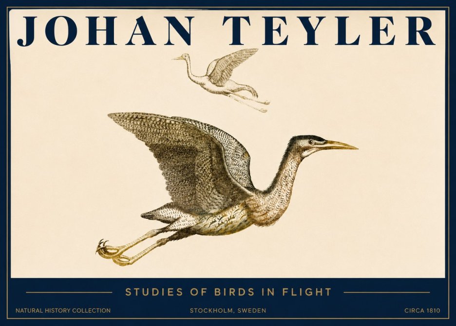 Johan Teyler Studies of Birds in Flight No3 - Póster