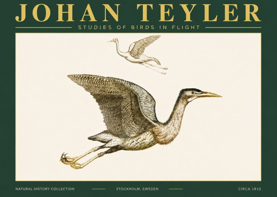 Johan Teyler Studies of Birds in Flight No4 - Póster