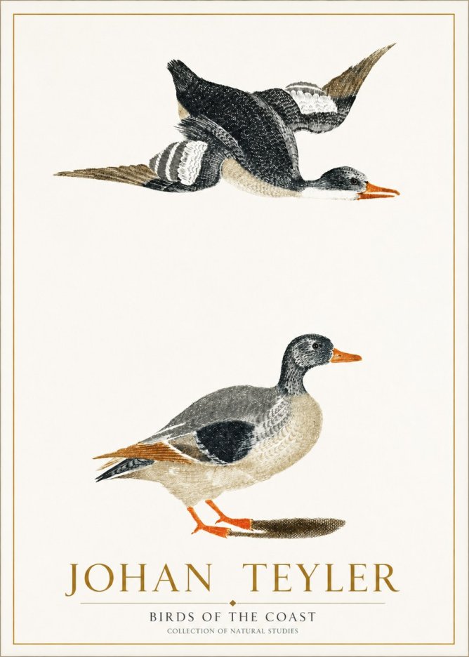 Johan Teyler Birds of the Coast No1 - Póster