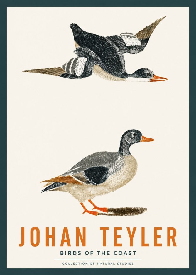 Johan Teyler Birds of the Coast No2 - Póster
