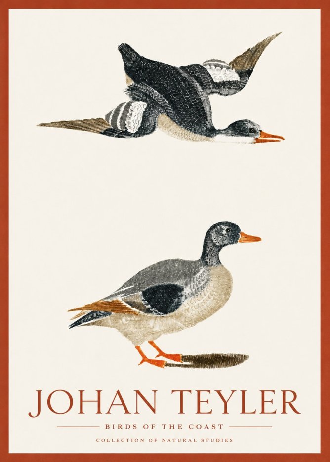 Johan Teyler Birds of the Coast No3 - Póster