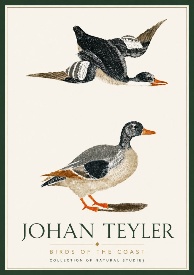 Johan Teyler Birds of the Coast No6 - Póster