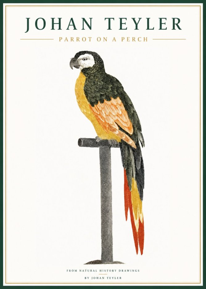 Johan Teyler Parrot on a Perch No1 - Póster