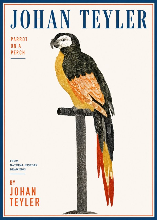 Johan Teyler Parrot on a Perch No3 - Póster