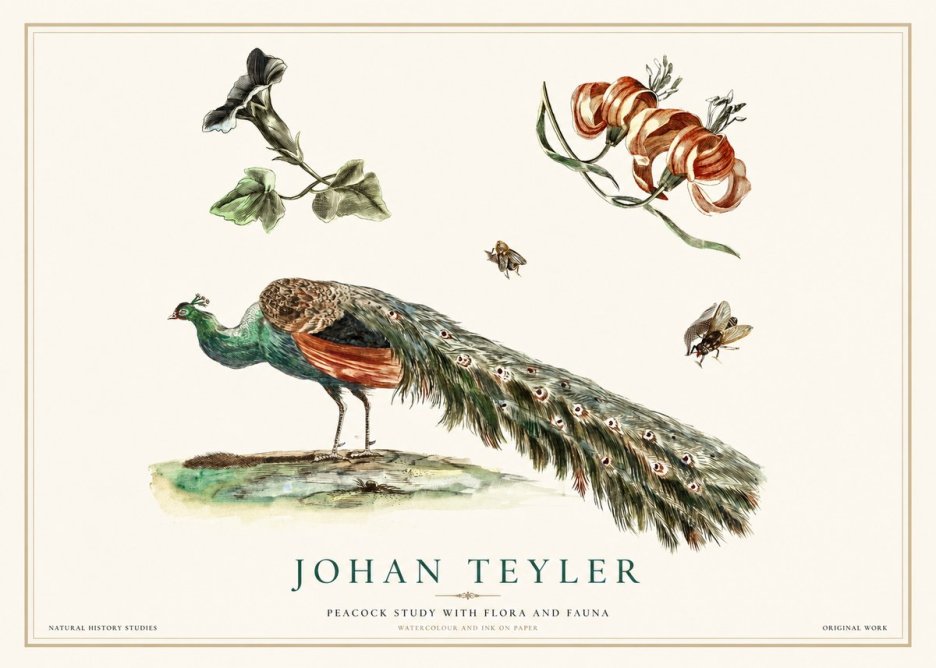 Johan Teyler Peacock Study with Flora and Fauna No1 - Póster