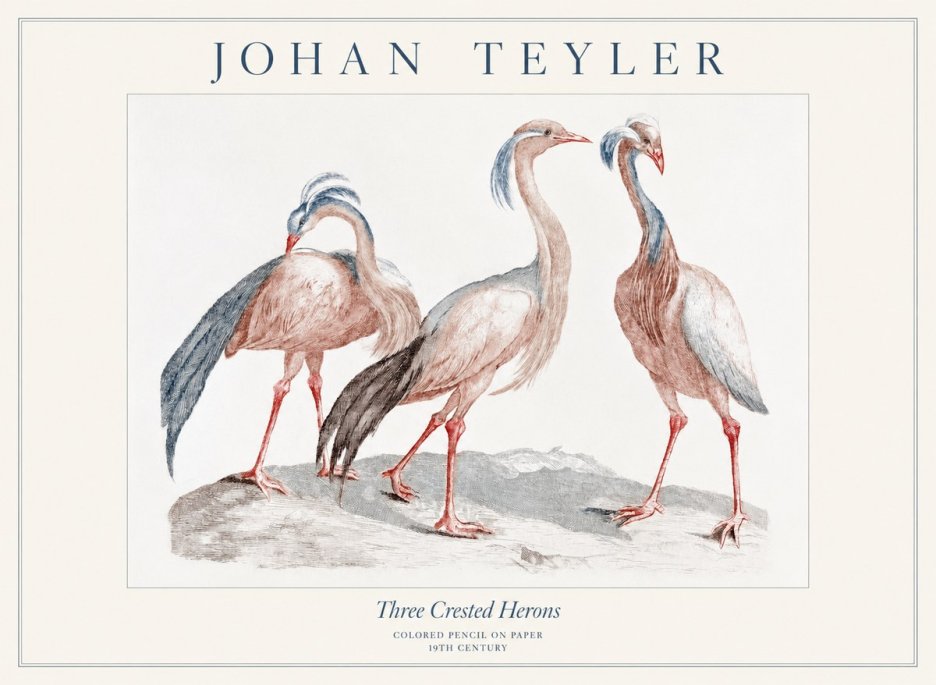 Johan Teyler Three Crested Herons No1 - Póster