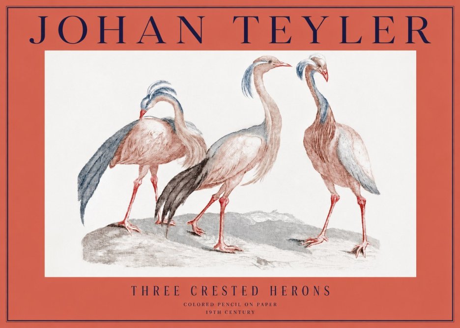 Johan Teyler Three Crested Herons No2 - Póster