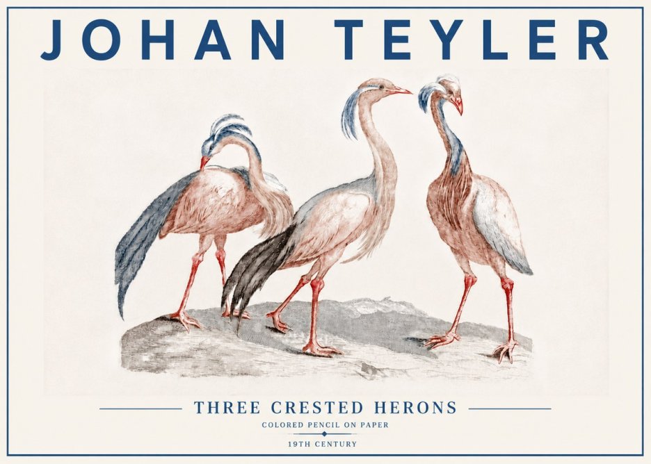 Johan Teyler Three Crested Herons No6 - Póster