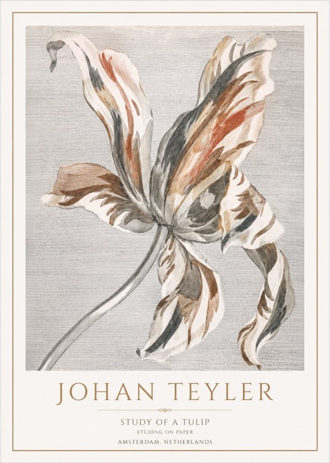 Johan Teyler Study of a Tulip No1 - Póster