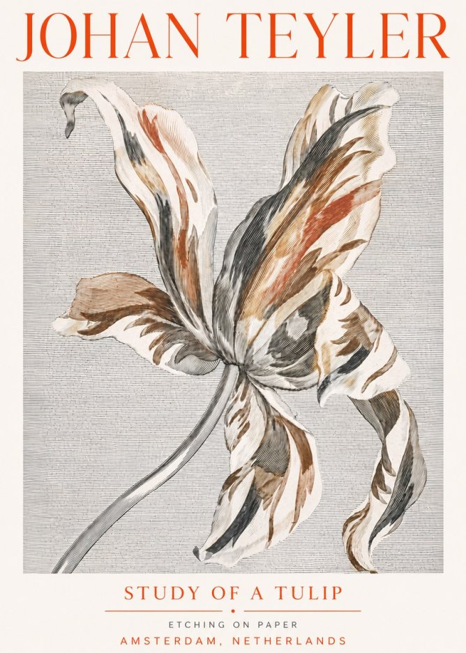 Johan Teyler Study of a Tulip No5 - Póster