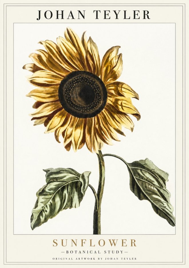 Johan Teyler Sunflower - Botanical Study No1 - Póster