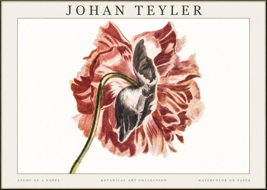 Johan Teyler Study of a Poppy No1 - Póster