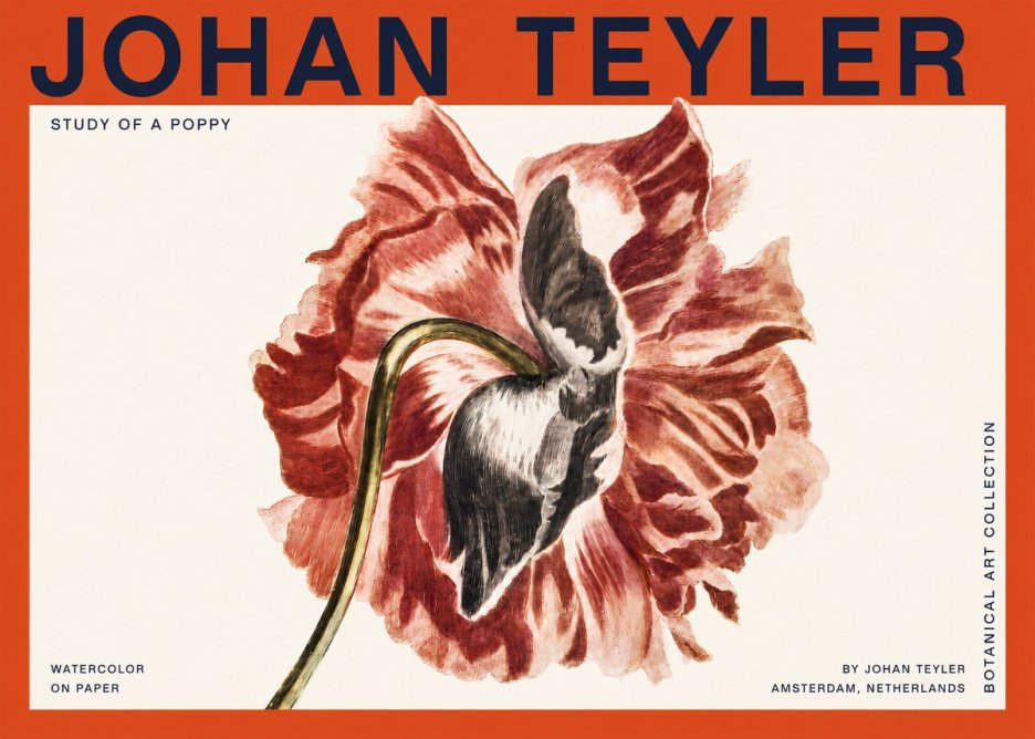 Johan Teyler Study of a Poppy No2 - Póster