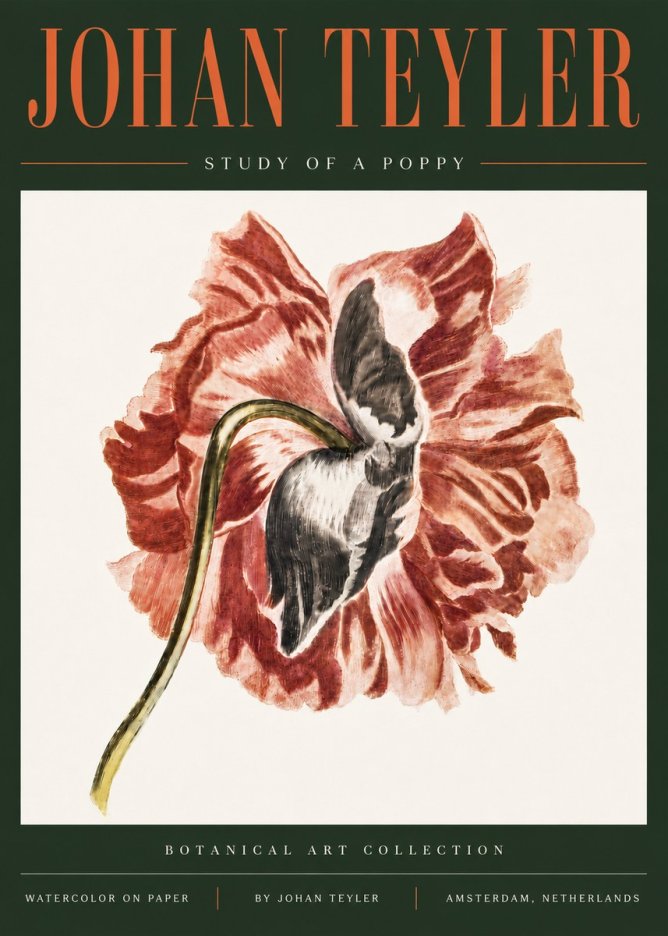 Johan Teyler Study of a Poppy No5 - Póster