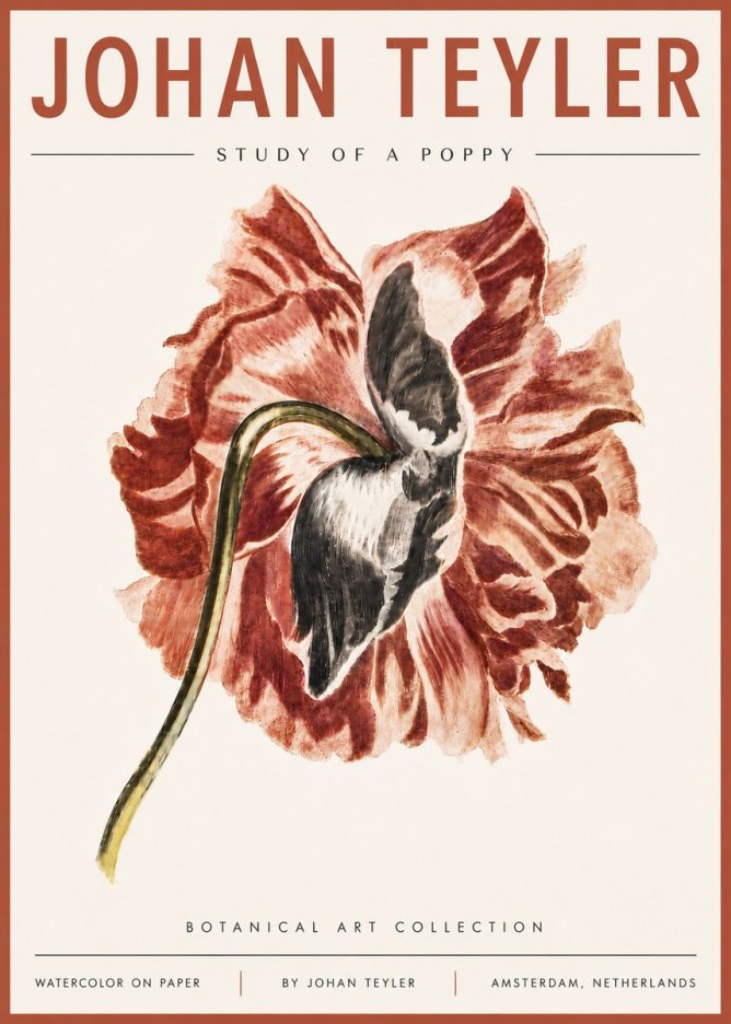 Johan Teyler Study of a Poppy No6 - Póster