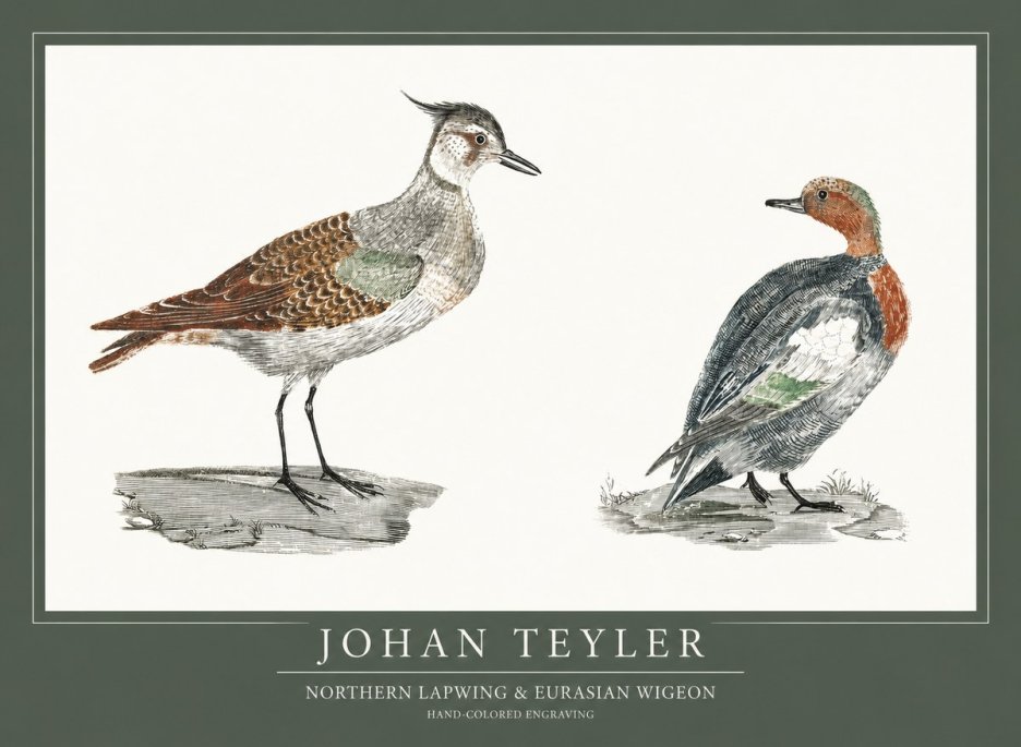 Johan Teyler Northern Lapwing & Eurasian Wigeon No1 - Póster