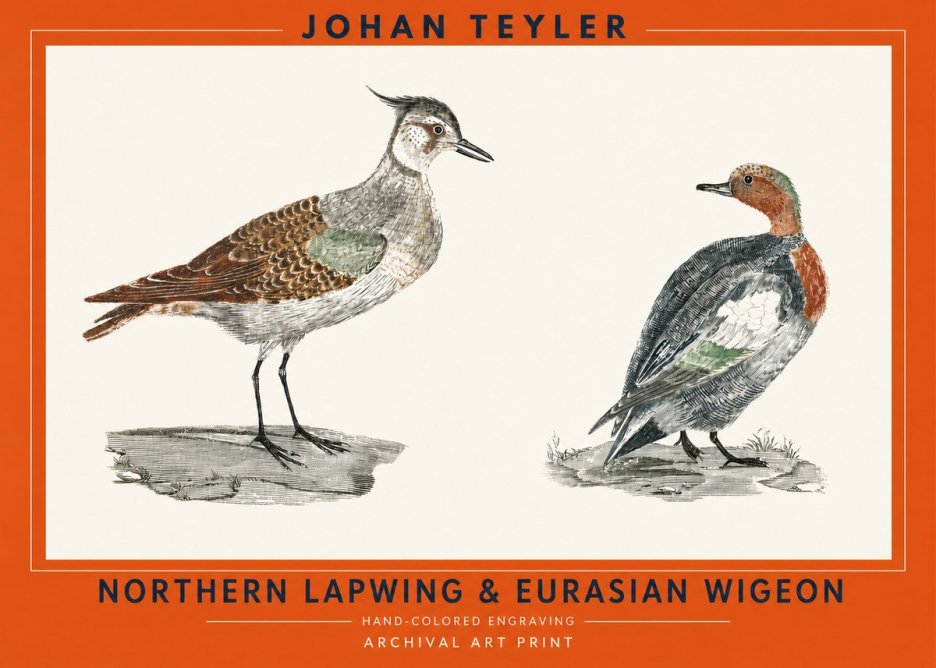 Johan Teyler Northern Lapwing & Eurasian Wigeon No2 - Póster