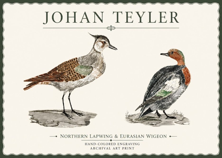 Johan Teyler Northern Lapwing & Eurasian Wigeon No4 - Póster