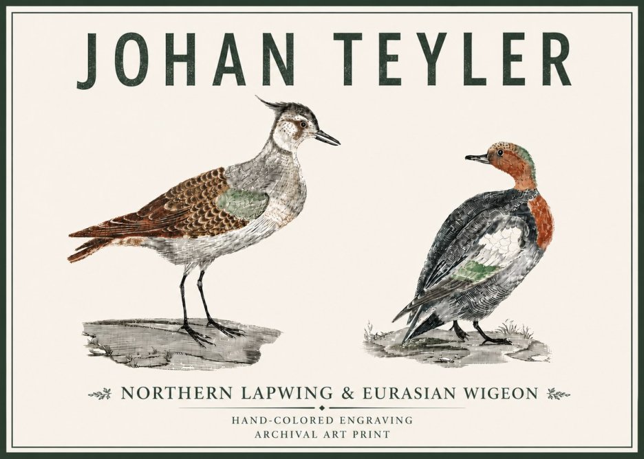 Johan Teyler Northern Lapwing & Eurasian Wigeon No5 - Póster