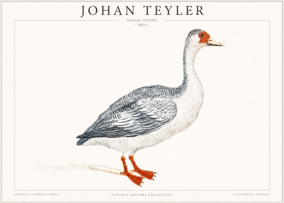 Johan Teyler Goose Study No1 - Póster
