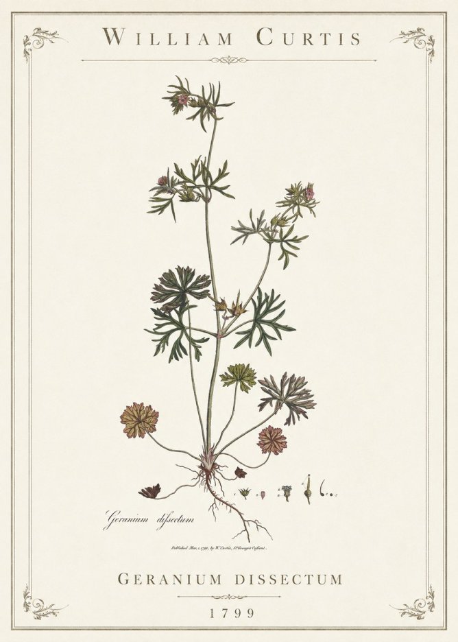 William Curtis Geranium Dissectum I No1 - Póster