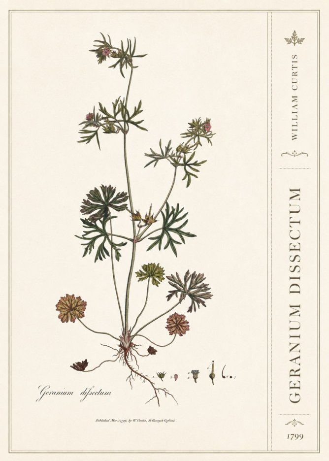 William Curtis Geranium Dissectum I No2 - Póster