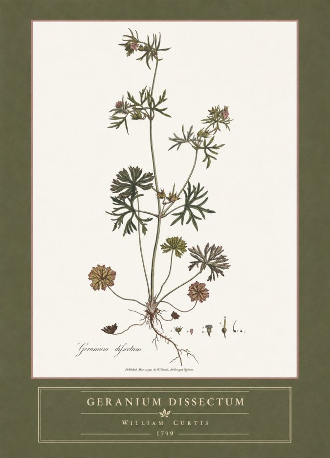 William Curtis Geranium Dissectum I No4 - Póster