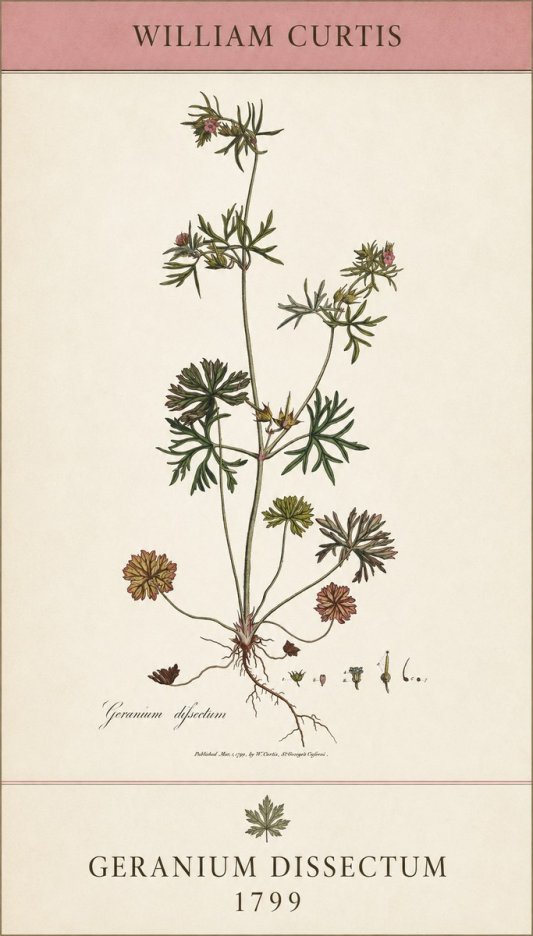 William Curtis Geranium Dissectum I No5 - Póster