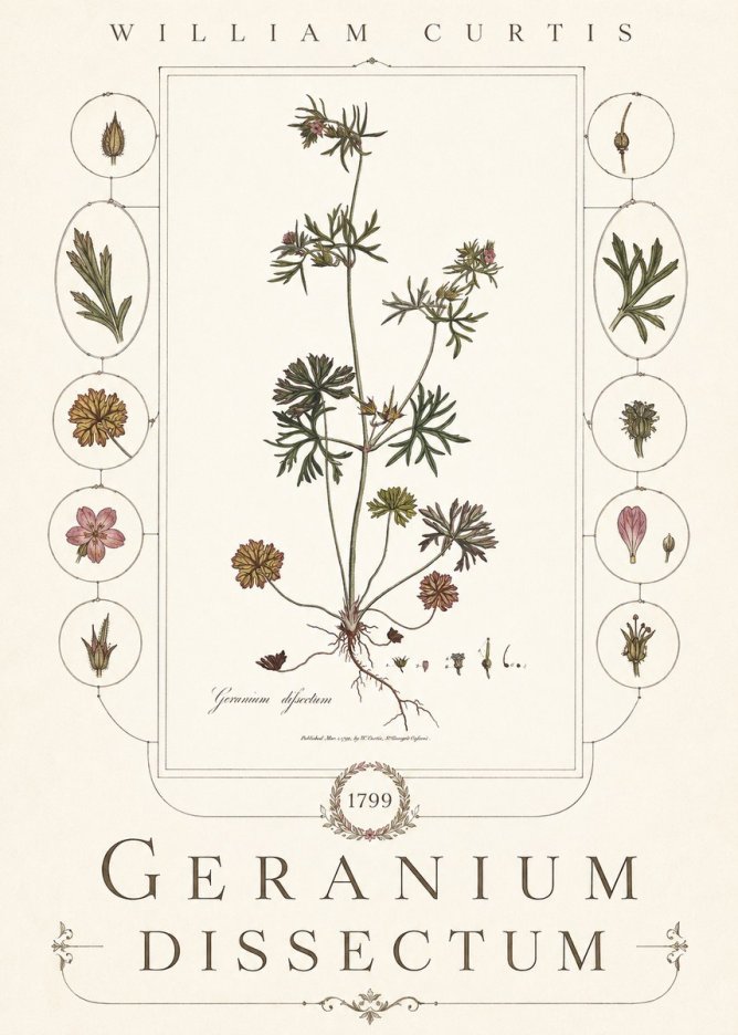 William Curtis Geranium Dissectum I No6 - Póster