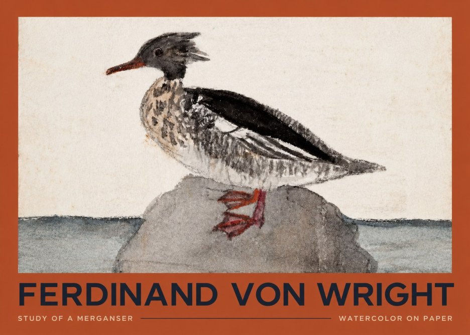 Ferdinand von Wright Study of a Merganser No2 - Póster