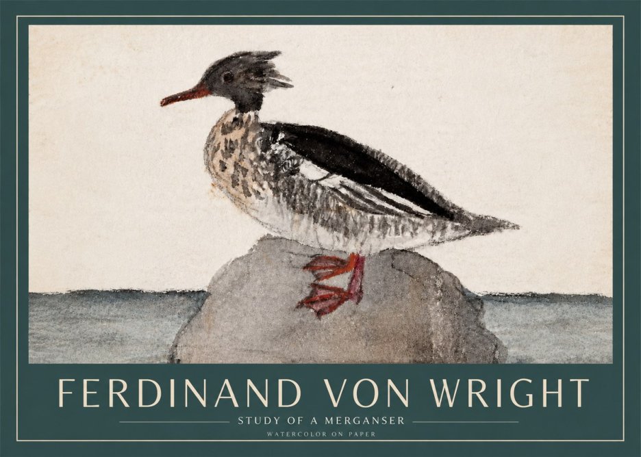 Ferdinand von Wright Study of a Merganser No3 - Póster