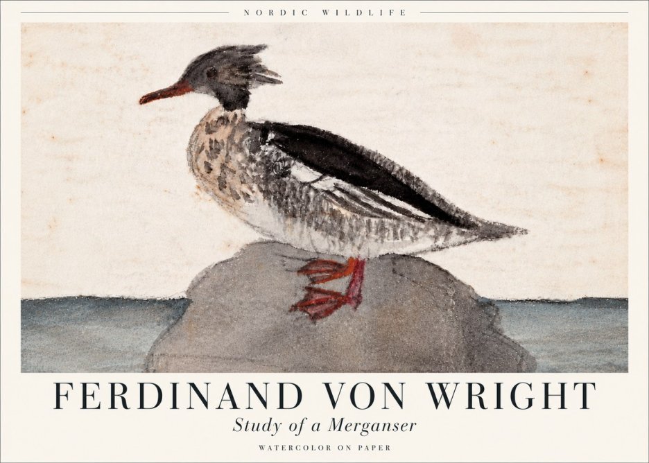 Ferdinand von Wright Study of a Merganser No6 - Póster