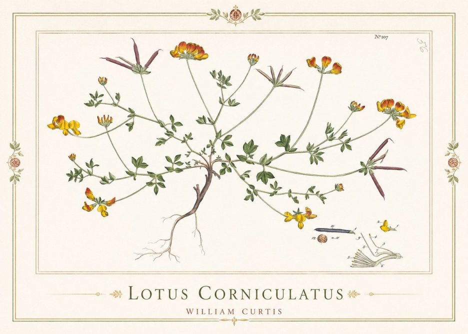 William Curtis Lotus Corniculatus I No1 - Póster