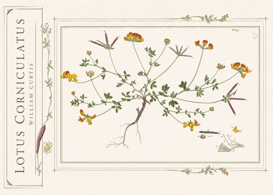 William Curtis Lotus Corniculatus I No2 - Póster