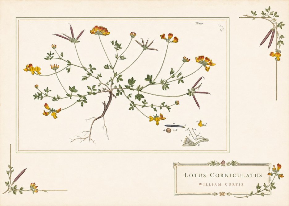 William Curtis Lotus Corniculatus I No4 - Póster