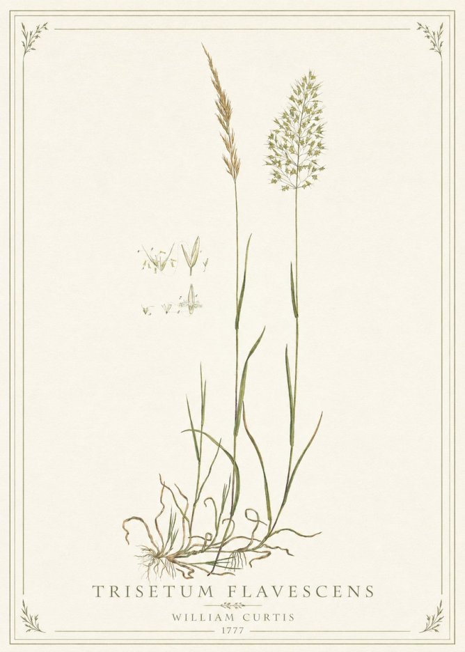 William Curtis Trisetum Flavescens II No1 - Póster