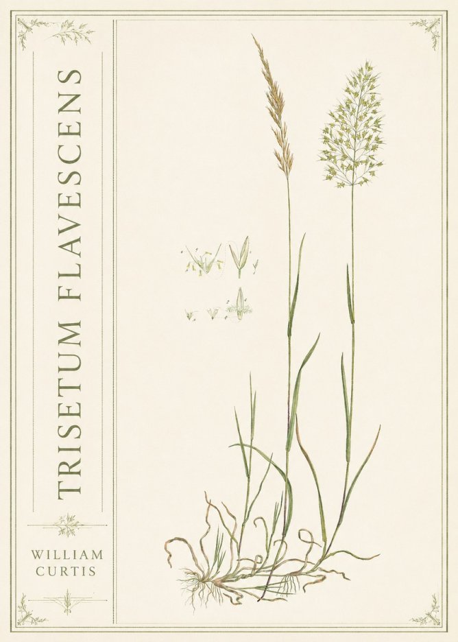 William Curtis Trisetum Flavescens II No2 - Póster