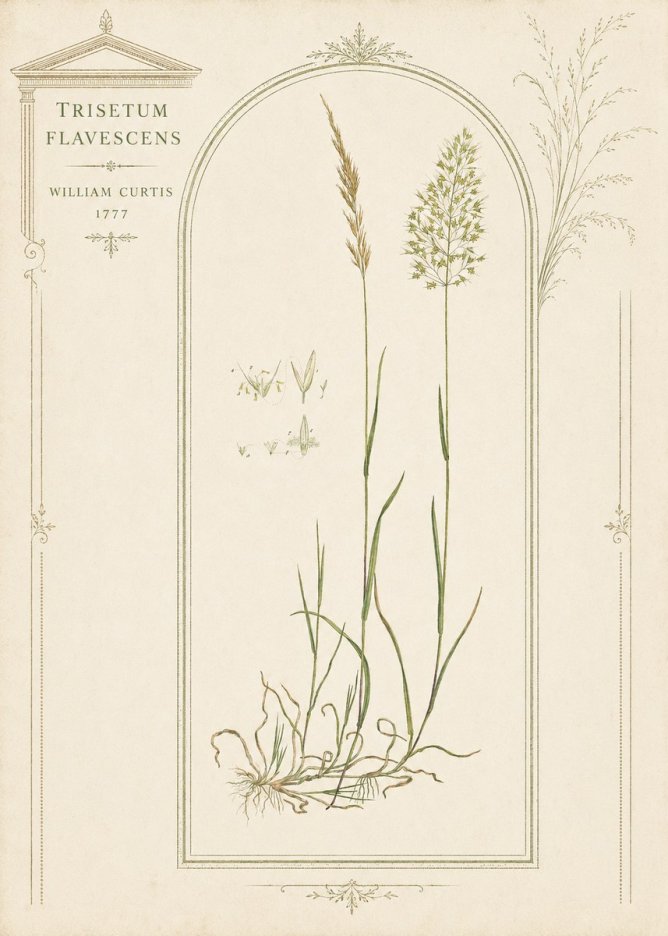 William Curtis Trisetum Flavescens II No3 - Póster