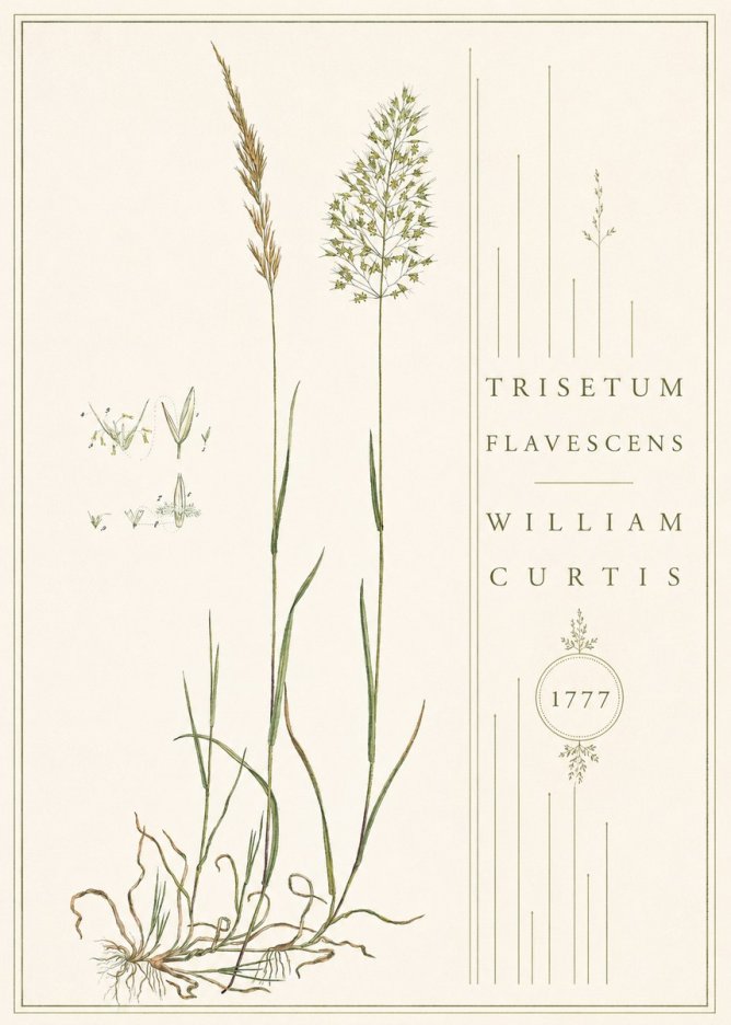 William Curtis Trisetum Flavescens II No4 - Póster