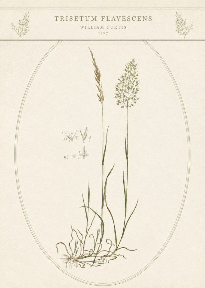 William Curtis Trisetum Flavescens II No5 - Póster