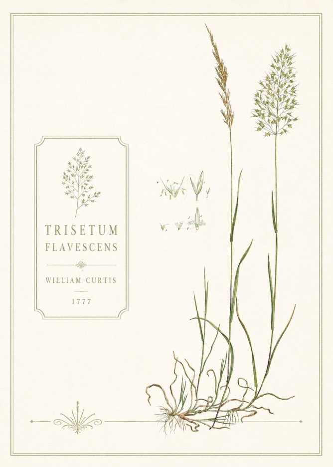 William Curtis Trisetum Flavescens II No6 - Póster
