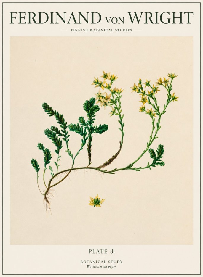 Ferdinand von Wright Botanical Study No1 - Póster