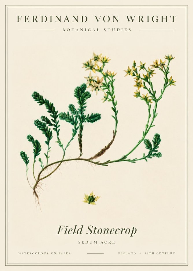 Ferdinand von Wright Botanical Study No3 - Póster