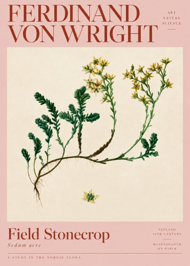 Ferdinand von Wright Botanical Study No5 - Póster