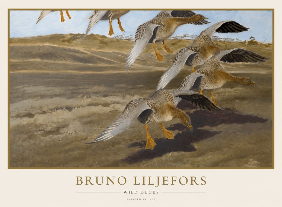 Bruno Liljefors Wild Ducks I No1 - Póster