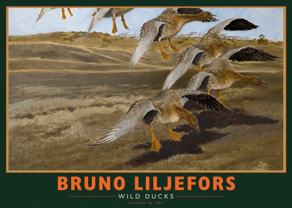 Bruno Liljefors Wild Ducks I No2 - Póster