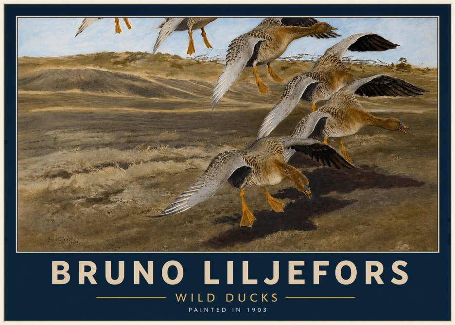 Bruno Liljefors Wild Ducks I No4 - Póster